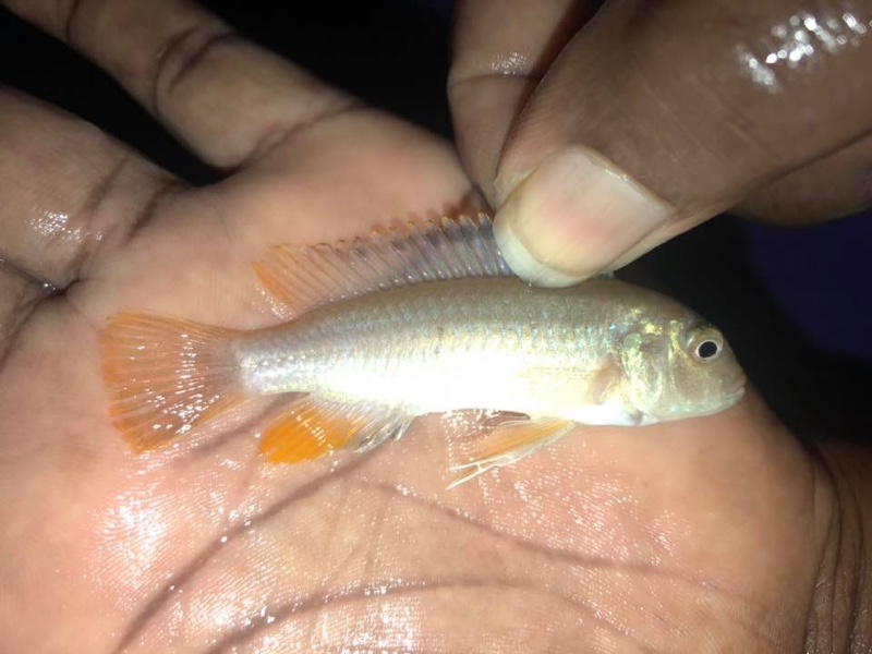 Pseudotropheus johannii 'Metangula'